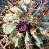 Ferocactus_latispinus_v._spiralis